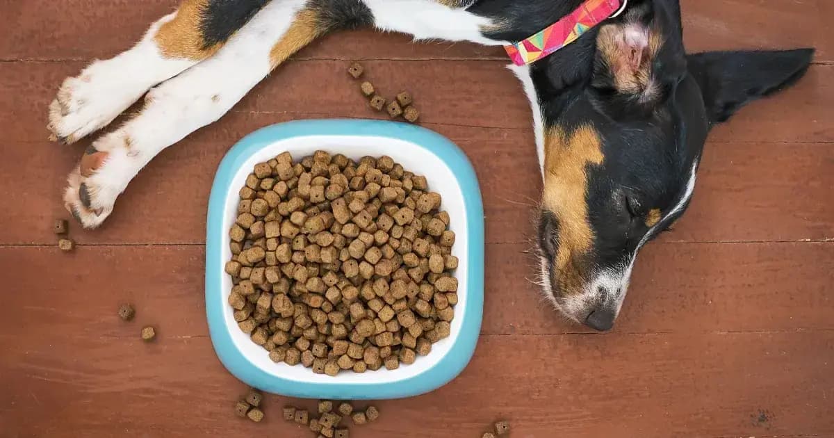 Smart Ways to Save on Dog Food: Deals, Buying Tips, and Affordable Brands